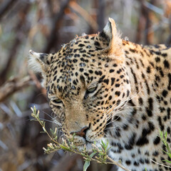 a leopard smelling the wild sage