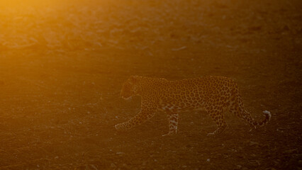 a leopardess walking into the sunrise