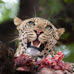 Obraz premium a young male leopard feeding on an impala carcass in a mashatu tree