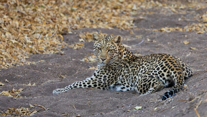 a young female leopard  making eye contact
