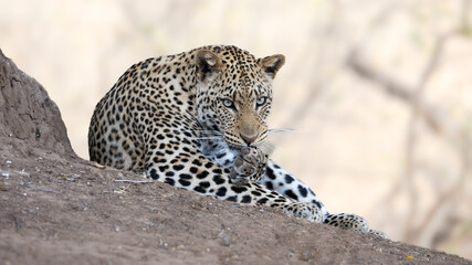 Obraz premium a male leopard cleaning his paw