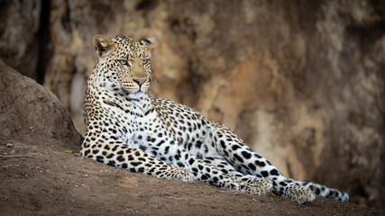 a male leopard lying in front of a huge mashatu tree