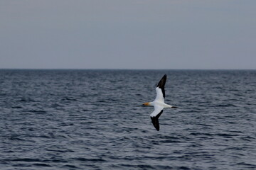 Australasian gannet