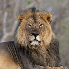 a portrait of a mature male lion