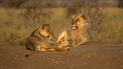 a male and female lions in golden light