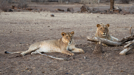 lions early morning in an open space