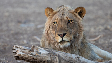 a young male lion close up
