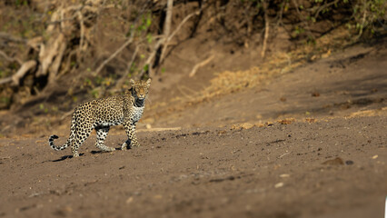a leopard crossing the dry riverbed