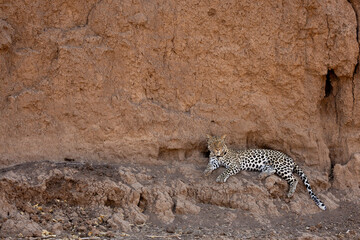 a leopardess resting in the shade of a huge riverbank