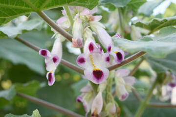 Martynia annua L. (MARTYNIACEAE) Common name: Cat's claw, Tiger's claw, Iceplant, Devil's claw, white purple flowers, wild flower, Devils Claws flower, Tiger Claws flower, Chakwal, Punjab, Pakistan