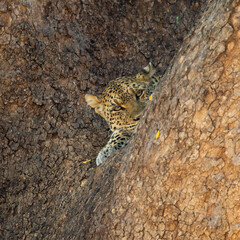 a leopard sleeping in a big mashatu tree