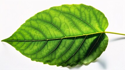 Obraz premium Green leaf isolated on white