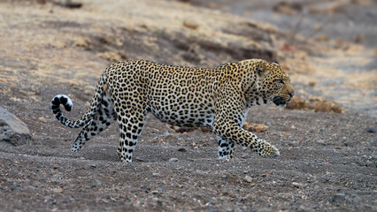 a big male leopard on the move