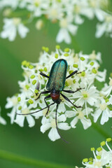 Closeup on a colorful metallic Austrian longhorn beetle, Gaurotes virginea on a white flower