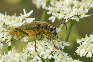 Closeup on a hairy , large yellow European longhorn beetle, Lepturobosca virens