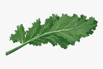 Fresh green kale leaf illustration