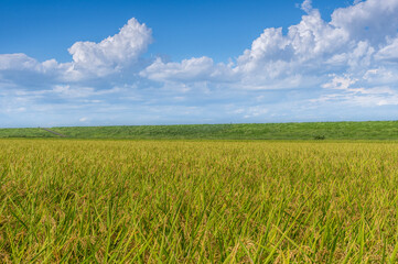 実り始めた夏の稲田