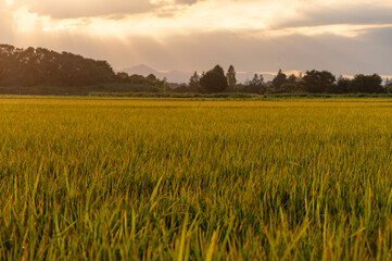 夕日に照らされる田んぼ