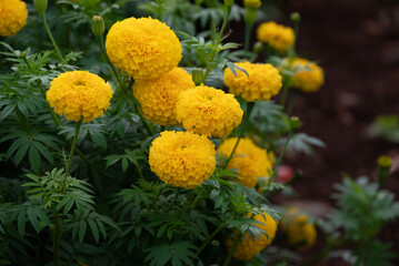 Marigold Yellow flower, Colorful of marigolds in the plantation. yellow cosmos flowers farm