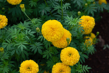 Marigold Yellow flower, Colorful of marigolds in the plantation. yellow cosmos flowers farm