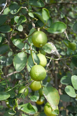 fresh lemon on plant closeup, Close-up Lemon fruit hanging on tree, photo of fresh lemons plants, Bunch of fresh ripe lemons on a lemon tree branch, Ripe fresh lemon hangs on tree branch in sunshine. 