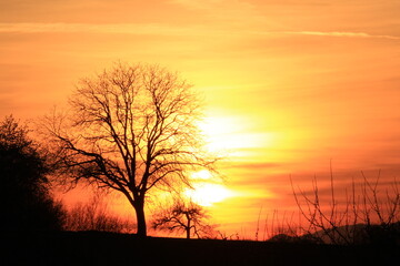 Beautiful sunset with a naked tree as a silhouette | Warm yellow and orange colors with a nice black contrast