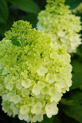 white hydrangea kilimanjaro