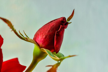 Single red Rose with light green background