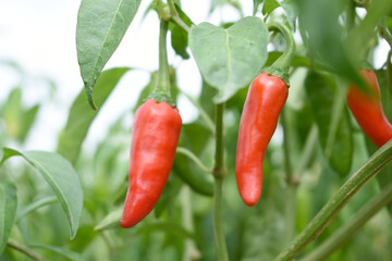 fresh red chili vegetable on plant closeup, chili plants in organic farming, Chilies closeup in field, red chili plant in a farmer's field, Ripe red chili on a plant in Chakwal, Punjab, Pakistan
