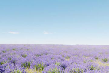 Fototapeta premium A picturesque lavender field in bloom under a vast blue sky, showcasing the beauty of nature in the French countryside