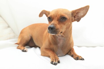 A small, brown dog with large ears lies on a white sheet