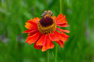 A bee sitting Helenium Moerheim Beauty sneezeweed in flower during the summer months. Wetern Honey Bee Apis mellifera on helenium flower. High quality photo