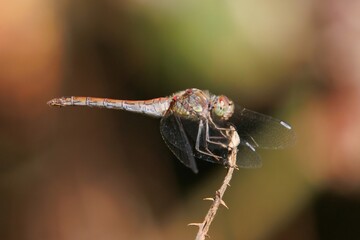 Heidelibelle
