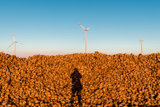 Geerntete und gestapelte Futter&uuml;ben auf einem Acker im warmen Licht der Abendsonne mit der Silhouette des Fotografen und Windr&auml;dern einer Windenergieanlage im Hintergrund