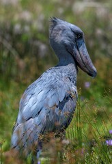 Shoebill stork in the swamp area of Lake Victoria in Uganda