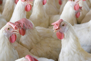 Closeup portrait of White hen at poultry farm, Layer farm, Group of healthy white chicken in poultry farm closeup, hen face closeup in farm, poultry, layer hens for eggs, poultry and livestock Chicken