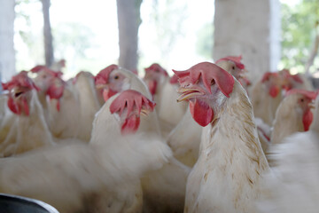 Closeup portrait of White hen at poultry farm, Layer farm, Group of healthy white chicken in poultry farm closeup, hen face closeup in farm, poultry, layer hens for eggs, poultry and livestock Chicken