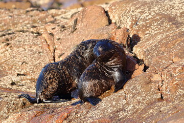 new-zealand fur seal
