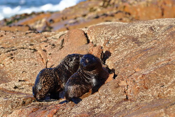 new-zealand fur seal