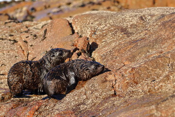 new-zealand fur seal