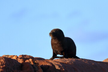new-zealand fur seal