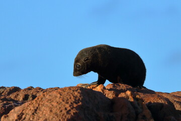 new-zealand fur seal