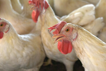 Closeup portrait of White hen at poultry farm, Layer farm, Group of healthy white chicken in poultry farm closeup, hen face closeup in farm, poultry, layer hens for eggs, poultry and livestock Chicken