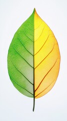 High-Detail Close-Up of Leaf with Green to Yellow Gradient and Vein Structure on White Background