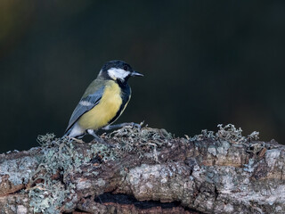Great tit (Parus major).