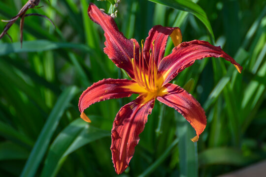 Beautiful close up view of an Autumn Red Hemerocallis flower - Powered by Adobe