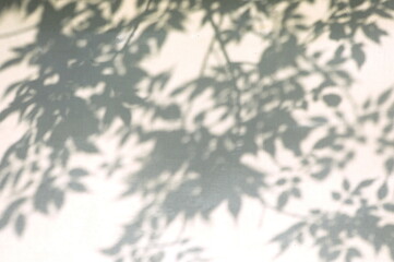 デザイン的な木の影