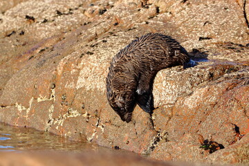 new-zealand fur seal