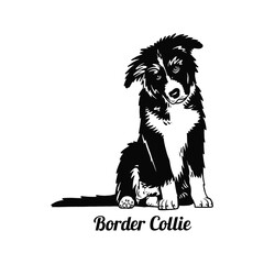 Puppy Border Collie - Dog Breed, Funny dog Vector File, detailed vector