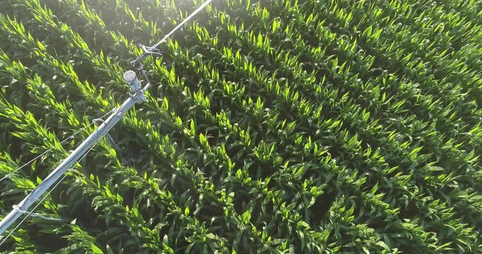 rows of corn getting watered